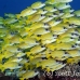 snapper_bluestripe_ndo_h_0241_pal1065.jpg